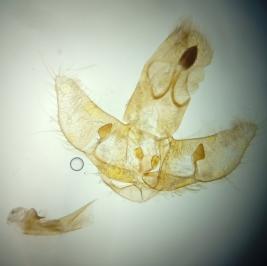 Agonopterix pallorella