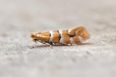 Phyllonorycter emberizaepenella
