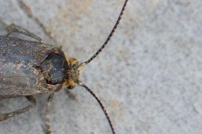 <i>Incurvaria pectinea</i>