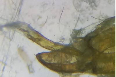 <i>Caloptilia alchimiella</i>