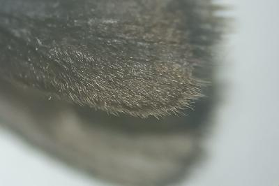 <i>Epichnopterix sieboldii</i>