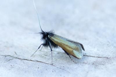 <i>Adela reaumurella</i>