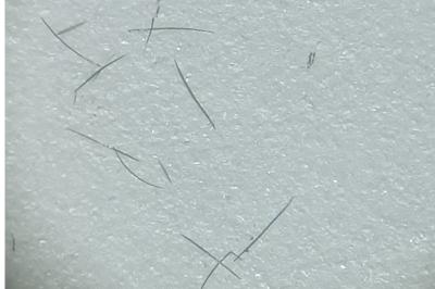 <i>Epichnopterix sieboldii</i>