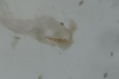 <i>Acleris schalleriana</i>