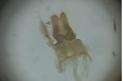 <i>Acleris schalleriana</i>