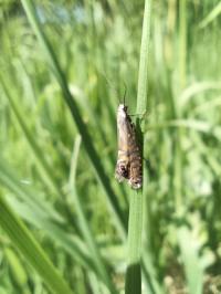 <i>Glyphipterix thrasonella</i>