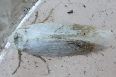 <i>Pseudopostega</i>