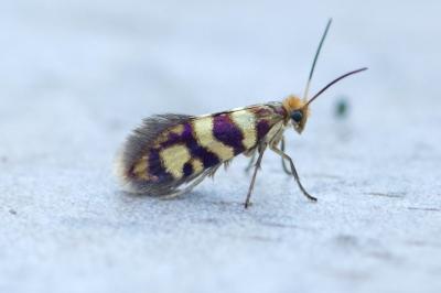 <i>Micropterix rothenbachii</i>