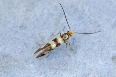 <i>Micropterix rothenbachii</i>