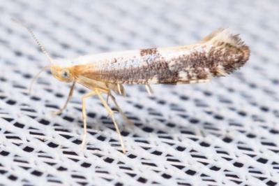 <i>Argyresthia spinosella</i>