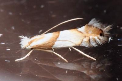 <i>Phyllonorycter roboris</i>