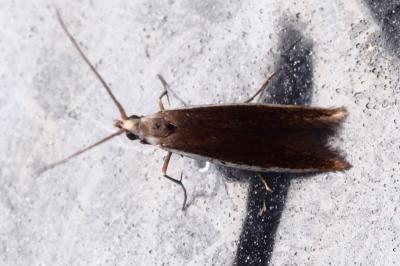 <i>Coleophora albella</i>