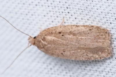 <i>Agonopterix</i>