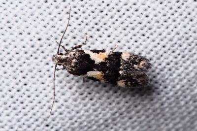 <i>Teleiodes luculella</i>
