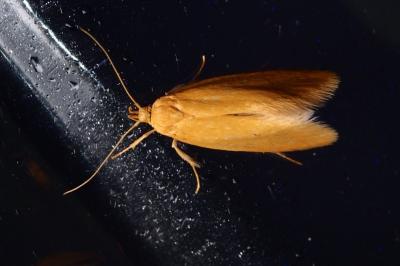 <i>Crassa unitella</i>