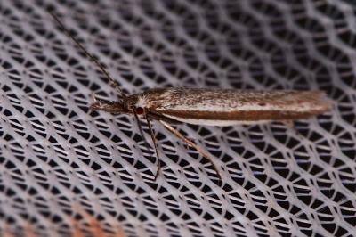 <i>Pleurota</i>