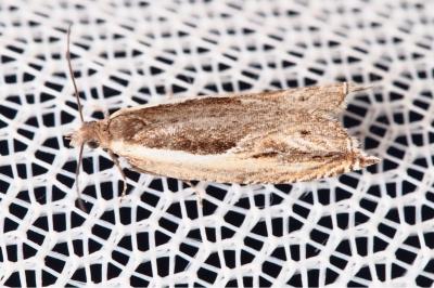 <i>Ancylis apicella</i>