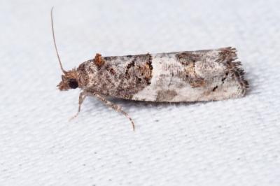 <i>Phaneta pauperana</i>