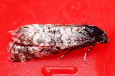 <i>Hysterophora maculosana</i>