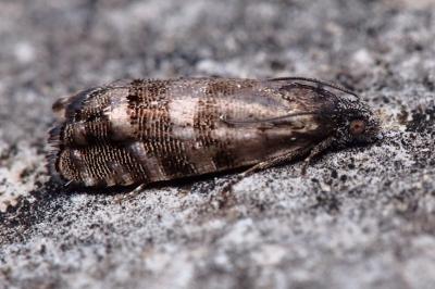 <i>Pammene splendidulana</i>