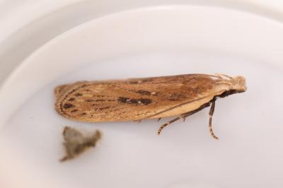 <i>Nothris congressariella</i>