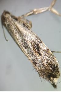 <i>Nemapogon granellus</i>