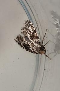 <i>Nemapogon granellus</i>