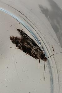 <i>Nemapogon granellus</i>