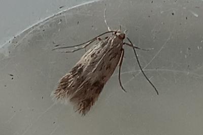 <i>Borkhausenia nefrax</i>