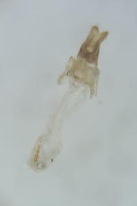 <i>Acleris quercinana</i>