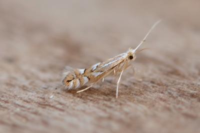 <i>Phyllonorycter</i>