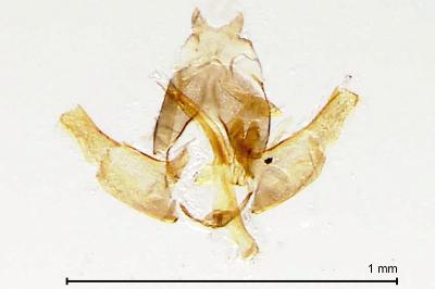 Stephensia brunnichella