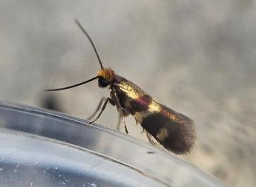 <i>Micropterix aglaella</i>