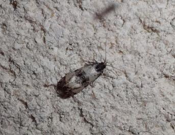 <i>Cochylichroa atricapitana</i>