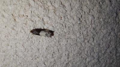 <i>Notocelia cynosbatella</i>