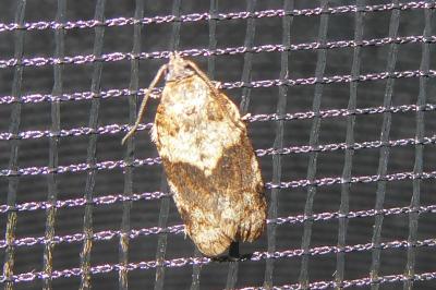 <i>Syndemis musculana</i>