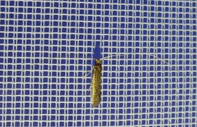 <i>Nematopogon</i>