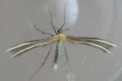 <i>Merrifieldia</i>