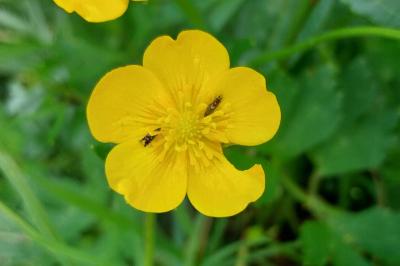 <i>Glyphipterix simpliciella</i>