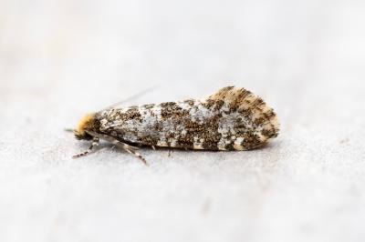 <i>Triaxomera parasitella</i>