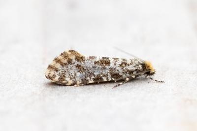 <i>Triaxomera parasitella</i>