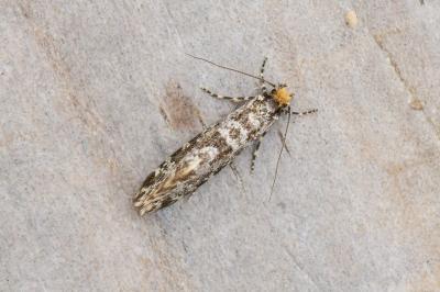 <i>Triaxomera parasitella</i>
