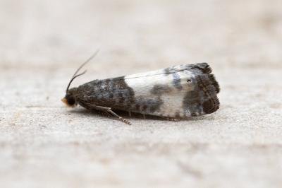 <i>Notocelia cynosbatella</i>