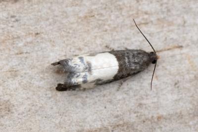 <i>Notocelia cynosbatella</i>