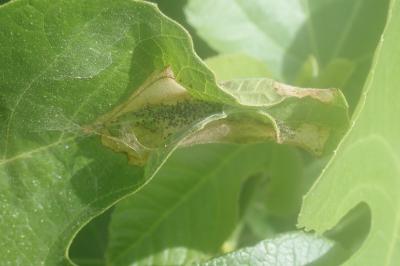 <i>Choreutis nemorana</i>