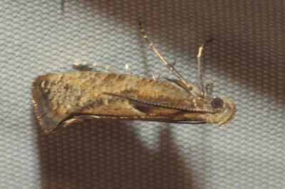 <i>Acrolepiopsis vesperella</i>
