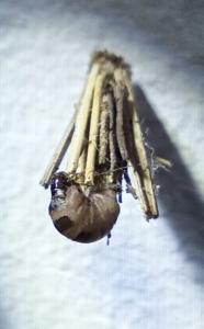 <i>Psyche casta</i>