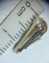 <i>Psyche crassiorella</i>