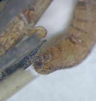 <i>Psyche crassiorella</i>