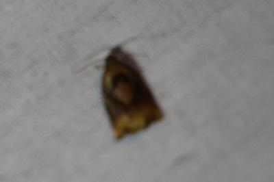 <i>Archips podana</i>